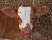 Texas Longhorn Calf 