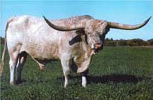 Texas Longhorn Bull - Awesome Viagra