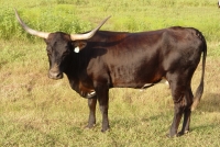 Texas Longhorn Recip Cow