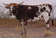 longhorn heifer