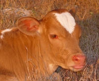 Texas  Longhorn Calf