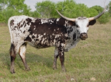 Texas Longhorn Cow