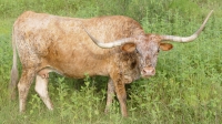 Texas Longhorn Cattle