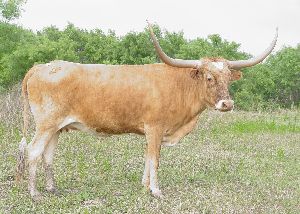 Texas Longhorn Cow - Shadow Honey