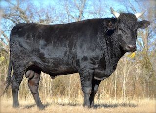 Wagyu Bull - Herd Sire