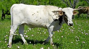 Texas Longhorn heifer