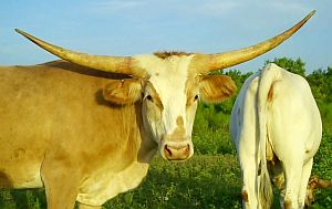 Texas Longhorn Cow
