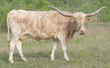 Texas Longhorn Cow