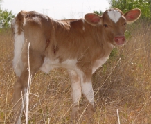 Texas Longhorn Calf