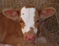 Texas Longhorn Calves