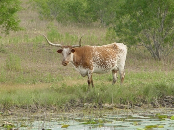 Texas Longhorn Cattle