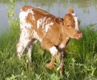 Texas Longhorn calf