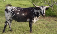 Texas Longhorn Cow