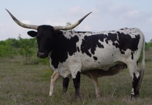 Texas Longhorn Cow