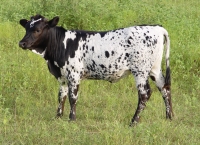 Texas Longhorn